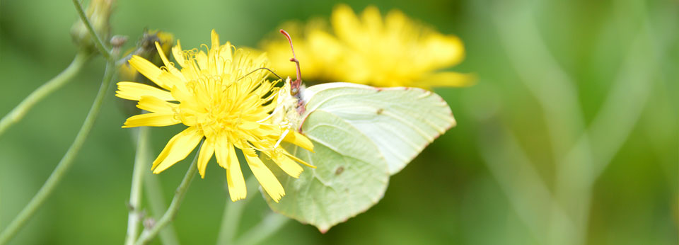 image_summer