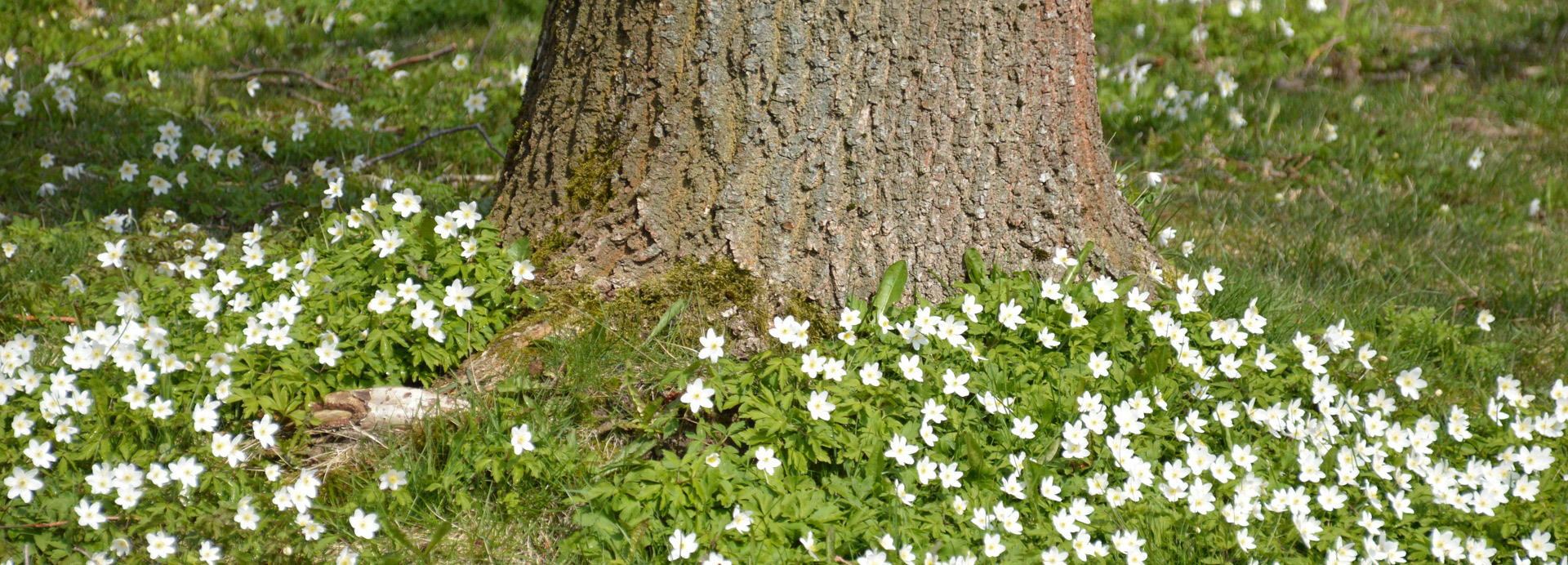 image_spring